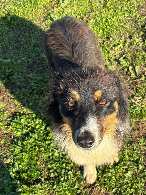 GINA australian sheperd cerca casa - dolce cucciola 6 mesi  Foto 2