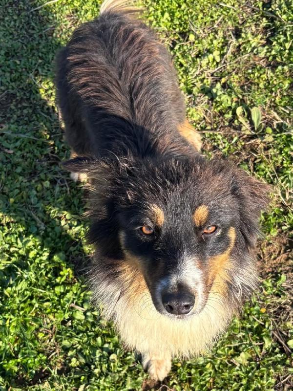 GINA australian sheperd cerca casa - dolce cucciola 6 mesi  Foto 3