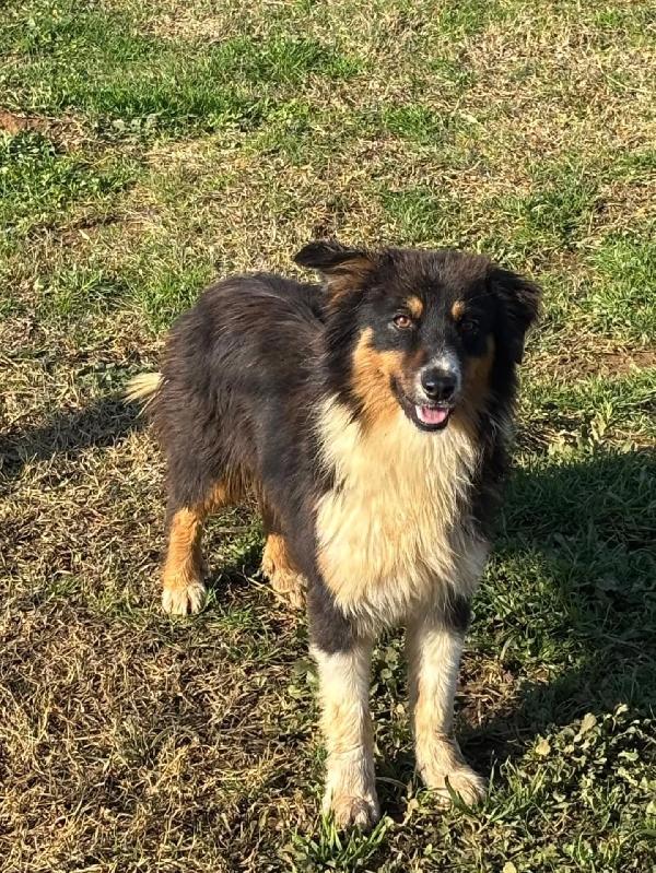 GINA australian sheperd cerca casa - dolce cucciola 6 mesi  Foto 4