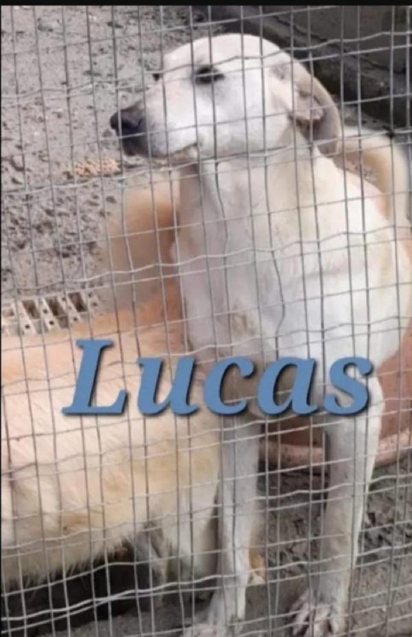 Lucas 4anni cresce in canile! CALABRIA Foto 2