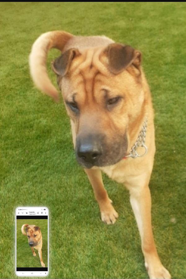 Mix Sharpei 5Anni Rinuncia Di Proprietà! Milano