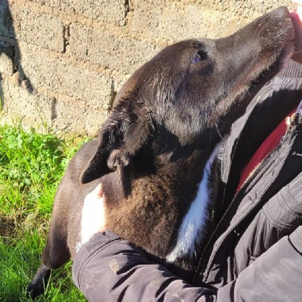 BIBBI' l'entusiamo del suo essere ti prende il cuore💜 Foto 3