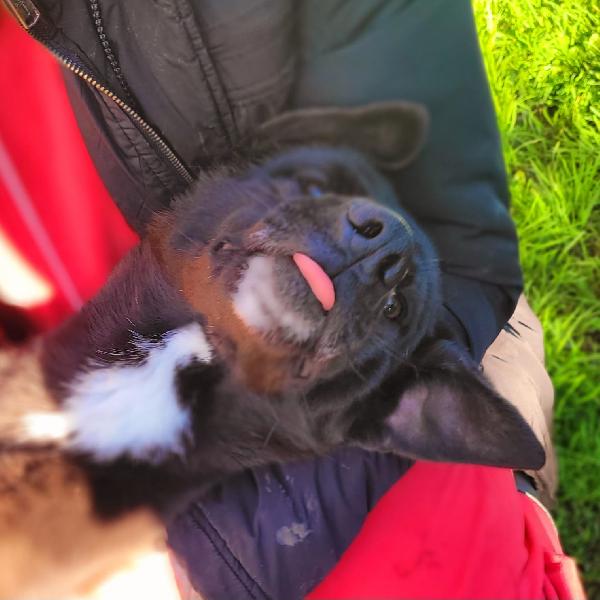 BIBBI' l'entusiamo del suo essere ti prende il cuore💜 Foto 7