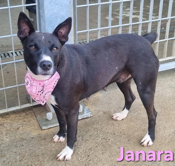 JANARA FEMMINA ADULTA TAGLIA MEDIA Foto 2