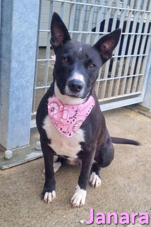 JANARA FEMMINA ADULTA TAGLIA MEDIA Foto 3