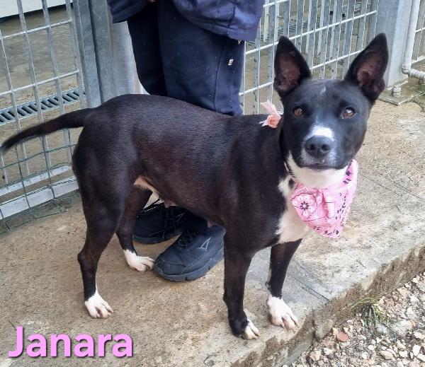 JANARA FEMMINA ADULTA TAGLIA MEDIA Foto 4