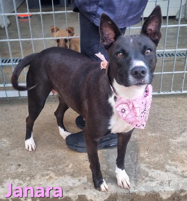 JANARA FEMMINA ADULTA TAGLIA MEDIA Foto 5