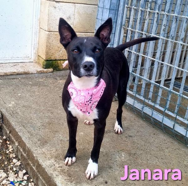 JANARA FEMMINA ADULTA TAGLIA MEDIA Foto 6