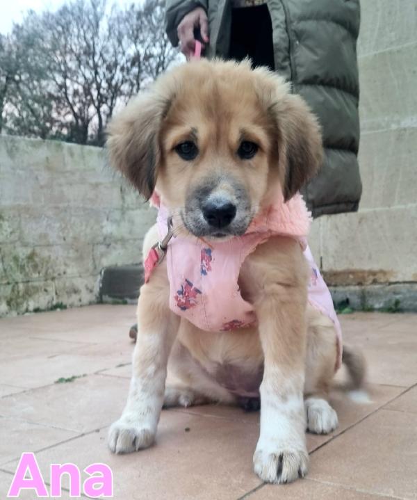 Ana Cucciola Taglia Medio Grande