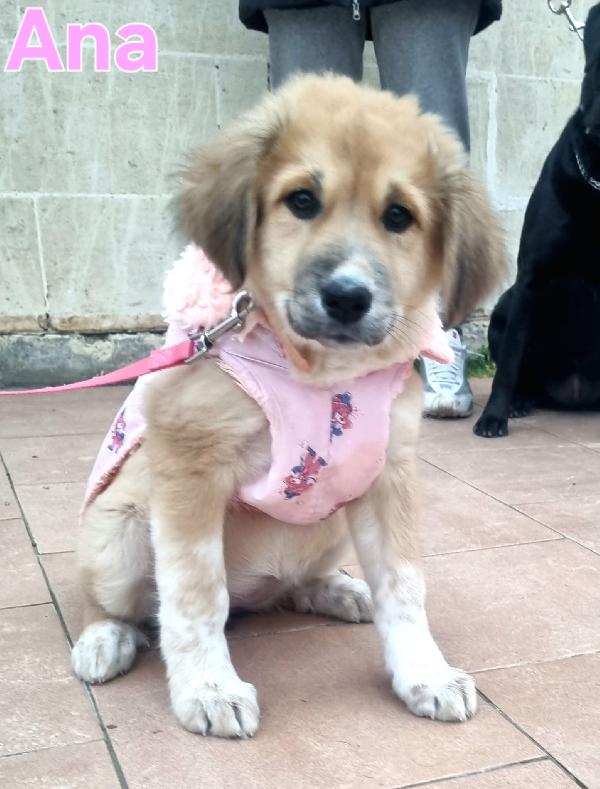 ANA CUCCIOLA TAGLIA MEDIO GRANDE Foto 4