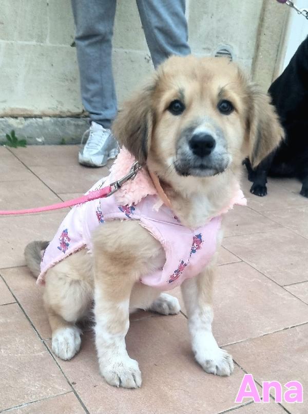 ANA CUCCIOLA TAGLIA MEDIO GRANDE Foto 6