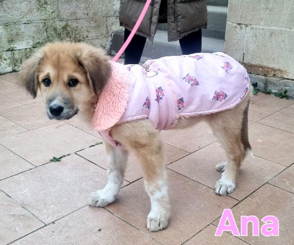 ANA CUCCIOLA TAGLIA MEDIO GRANDE Foto 7