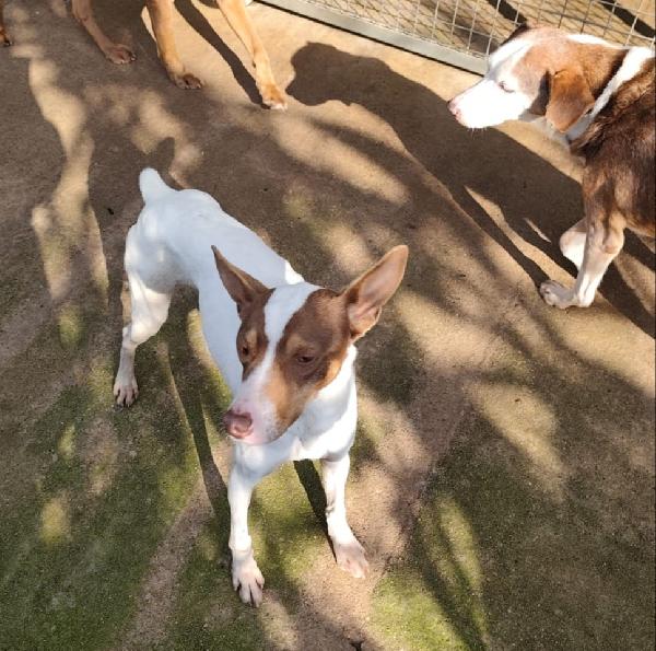 Adottate Timon Foto 2