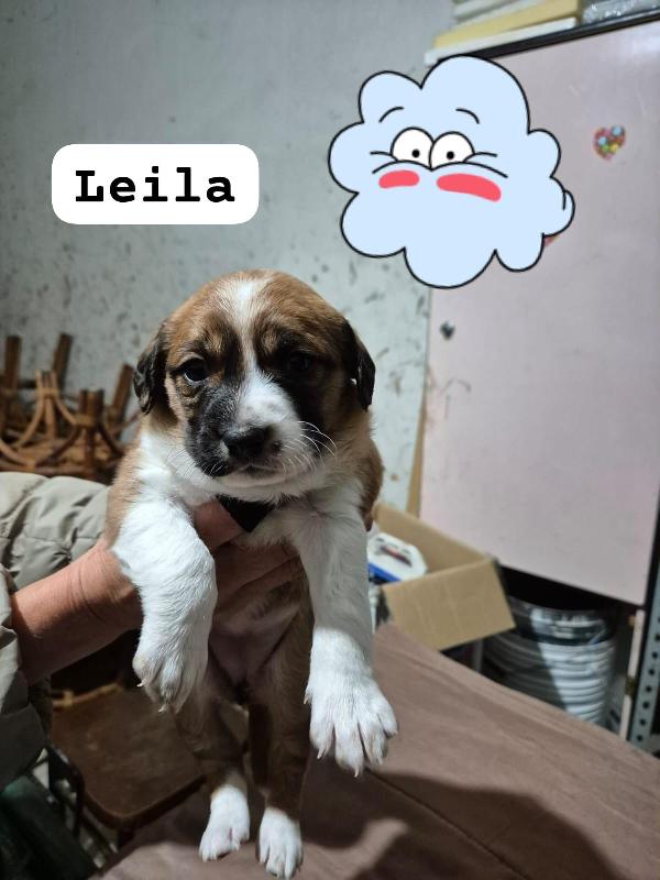 Favolose Cucciole  Mix Segugio 