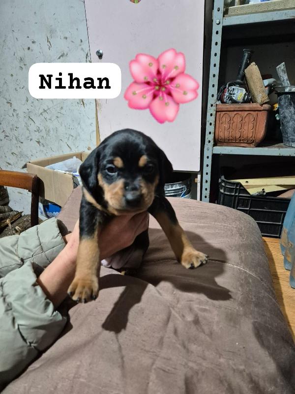 Favolose cucciole  mix segugio  Foto 2