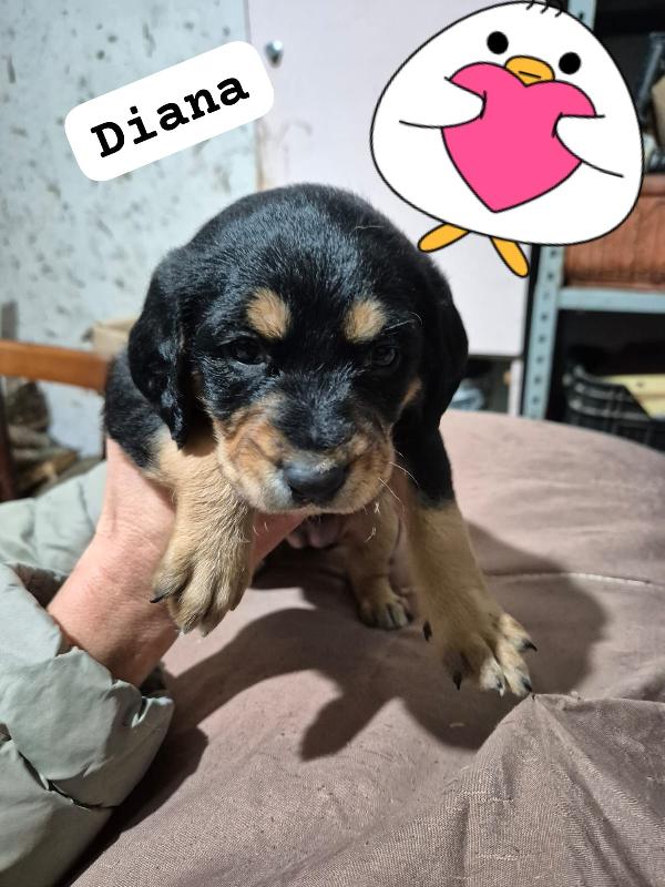 Favolose cucciole  mix segugio  Foto 3