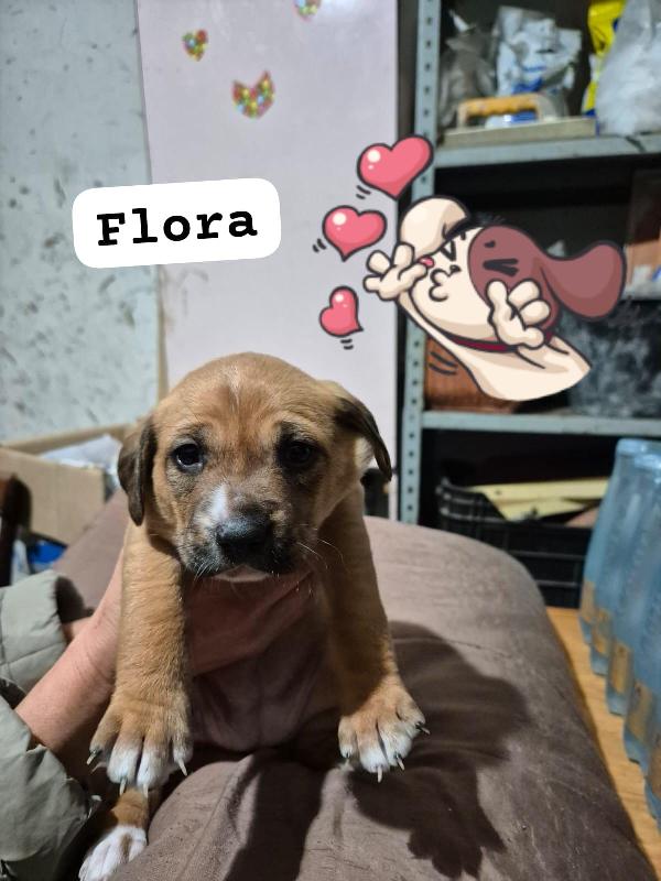 Favolose cucciole  mix segugio  Foto 4