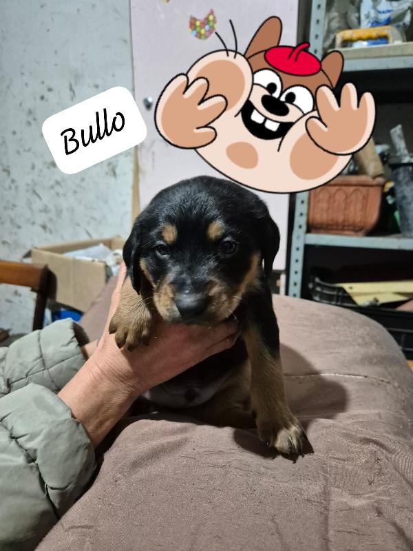 Bullo Favoloso Cucciolo Mix Segugio