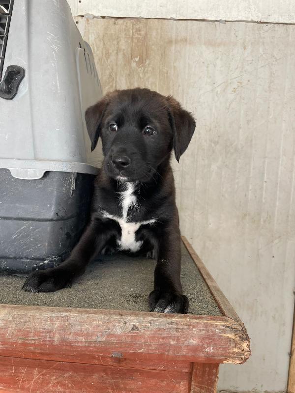 IL BELLISSIMO MAX Foto 2