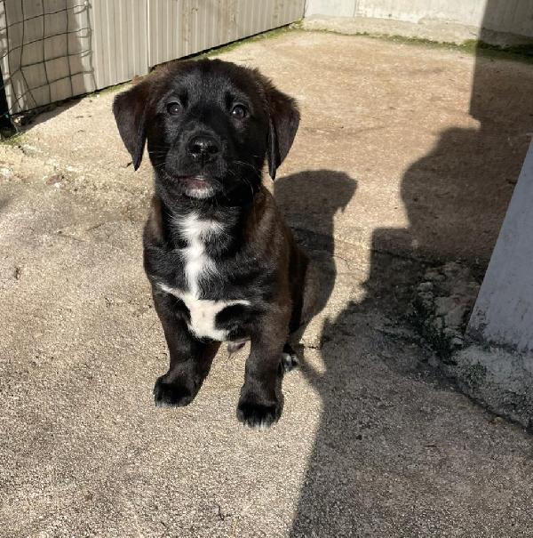 IL BELLISSIMO MAX Foto 3