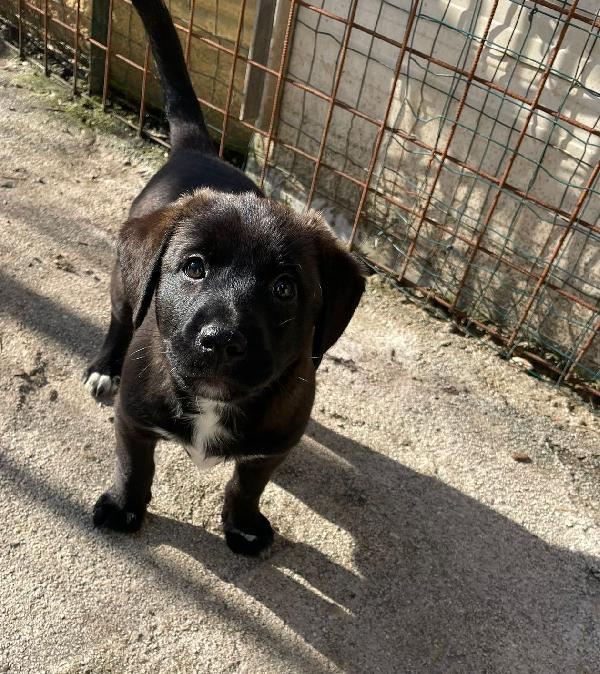 IL BELLISSIMO MAX Foto 4