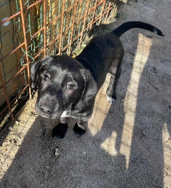 LA TENERA VITTORIA Foto 4