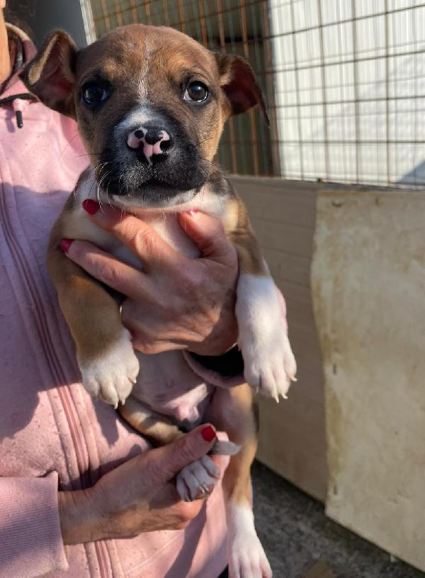 IL TENERO CHOCO Foto 3