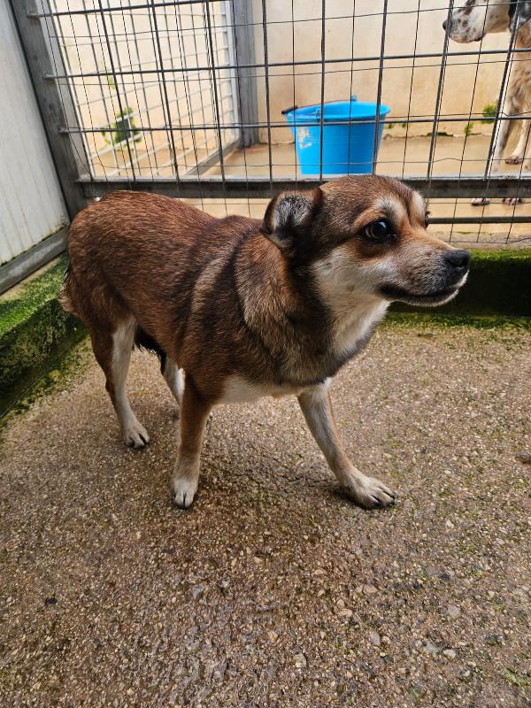 Jenna: taglia piccola super dolce  Foto 3