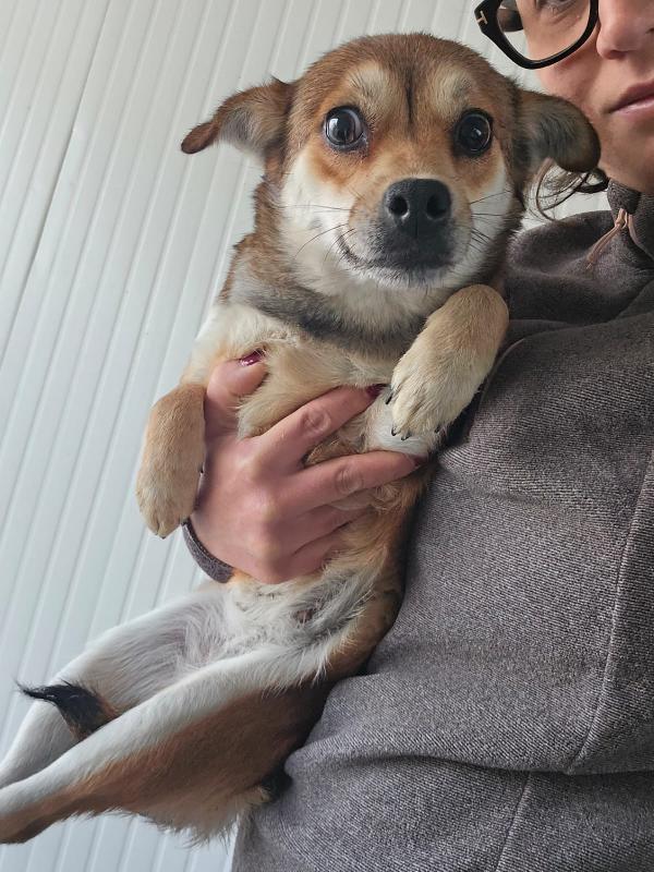 Jenna: taglia piccola super dolce  Foto 2