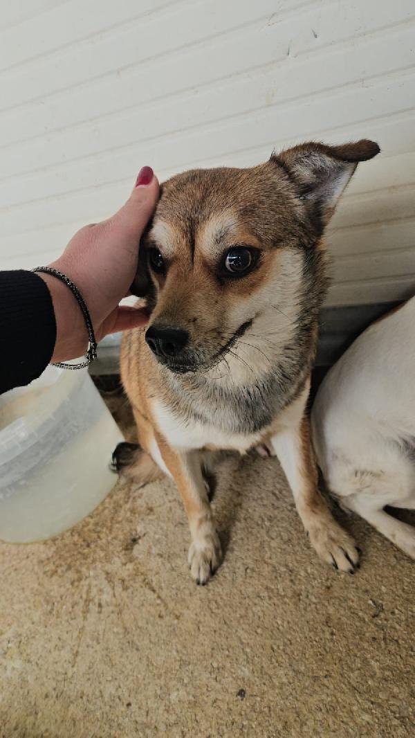 Jenna: taglia piccola super dolce  Foto 4