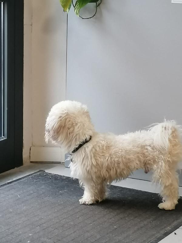 Il Piccolo Kiwi Cerca Casa