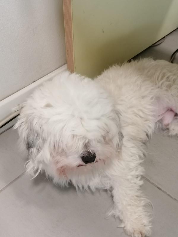 Il piccolo Kiwi cerca casa Foto 2