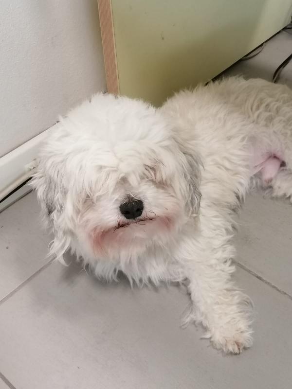 Il piccolo Kiwi cerca casa Foto 3