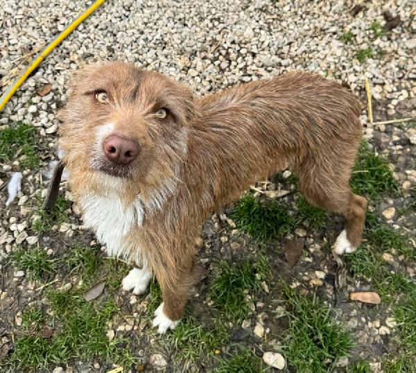 Elide 1 Anno Taglia Media Contenuta 