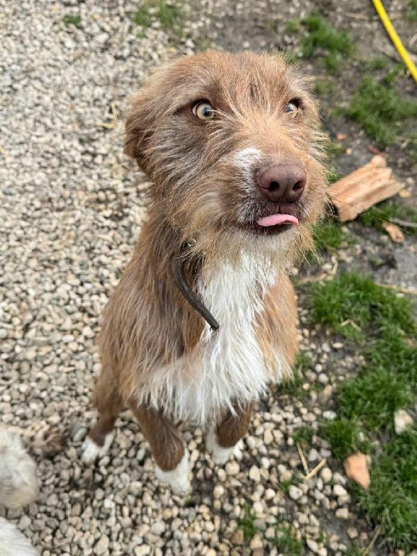 Elide 1 anno taglia media contenuta  Foto 2