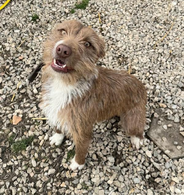 Elide 1 anno taglia media contenuta  Foto 3