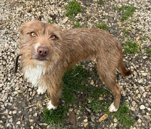 Elide 1 anno taglia media contenuta  Foto 4