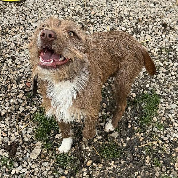 Elide 1 anno taglia media contenuta  Foto 5