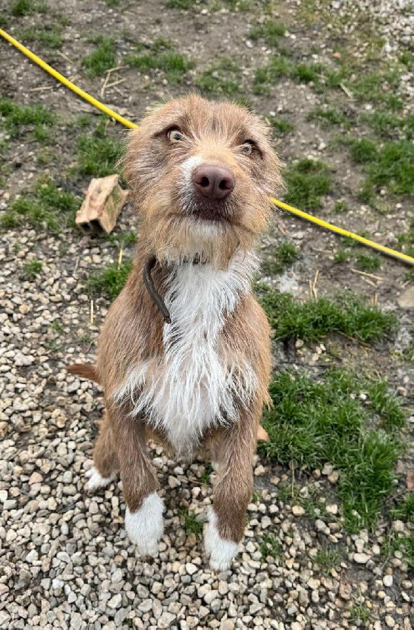 Elide 1 anno taglia media contenuta  Foto 6