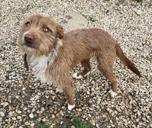 Elide 1 anno taglia media contenuta  Foto 7