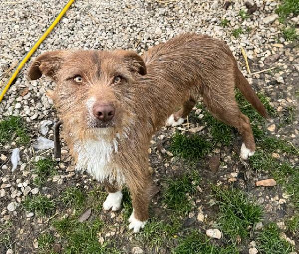 Elide 1 anno taglia media contenuta  Foto 8