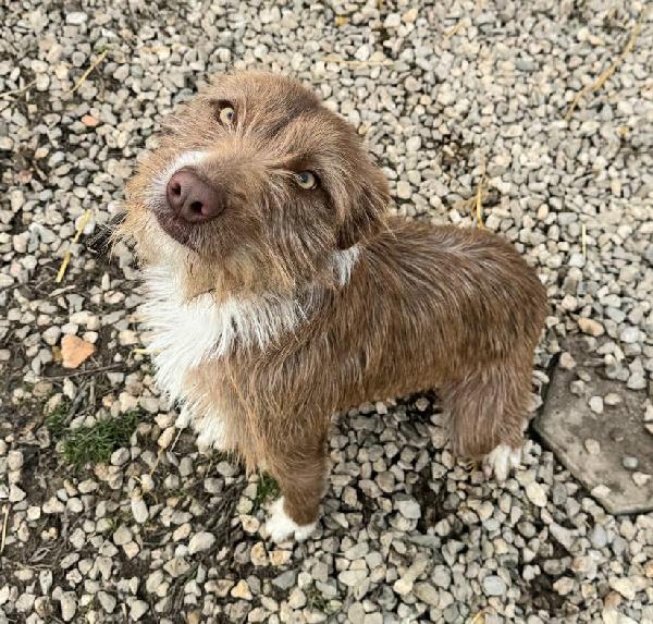 Elide 1 anno taglia media contenuta  Foto 9