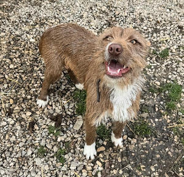 Elide 1 anno taglia media contenuta  Foto 10