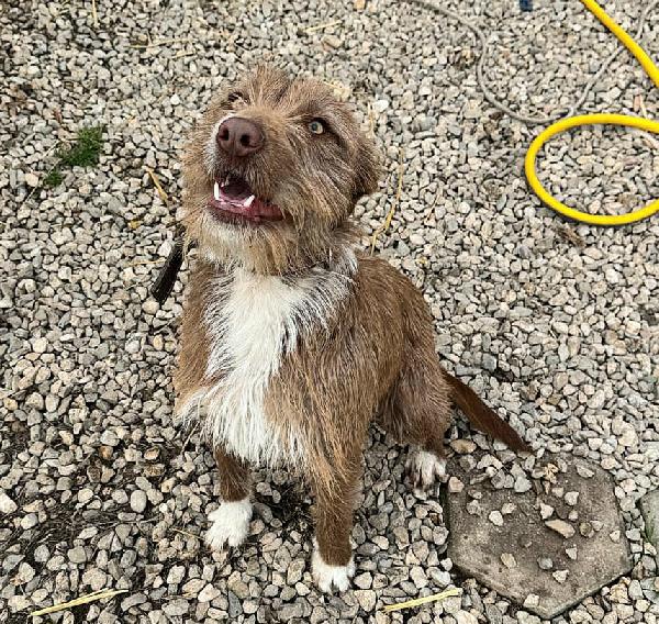 Elide 1 anno taglia media contenuta  Foto 11