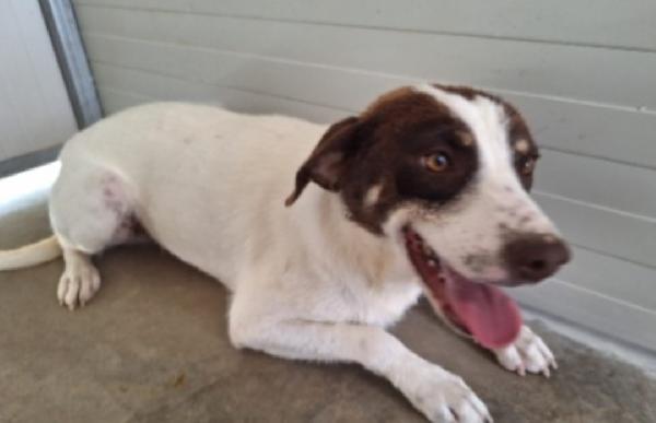 Mix Segugino Quasi 3Anni In Box Da Cucciolo. Calabria