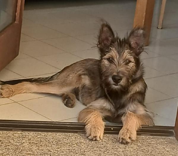 Oreste 7/8Mesi Urgente Stallo/ Adozione! Olbia