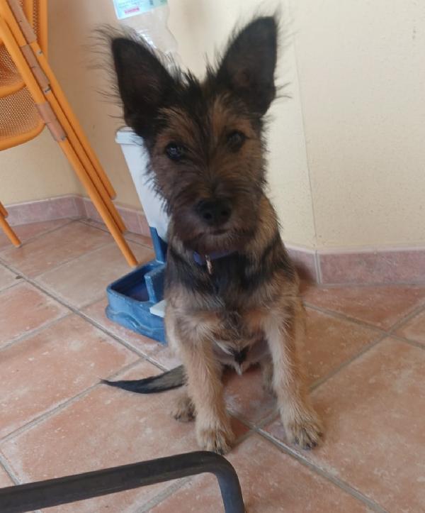 Oreste 7/8mesi URGENTE STALLO/ ADOZIONE! OLBIA Foto 2