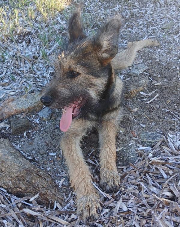 Oreste 7/8mesi URGENTE STALLO/ ADOZIONE! OLBIA Foto 3