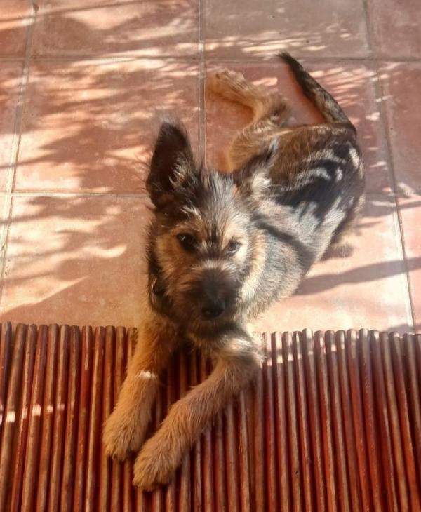 Oreste 7/8mesi URGENTE STALLO/ ADOZIONE! OLBIA Foto 4