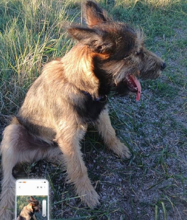 Oreste 7/8mesi URGENTE STALLO/ ADOZIONE! OLBIA Foto 5